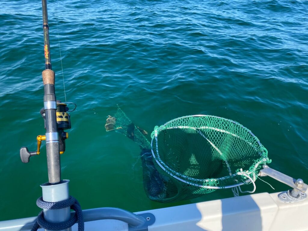 Dagens første fladfisk i nettet